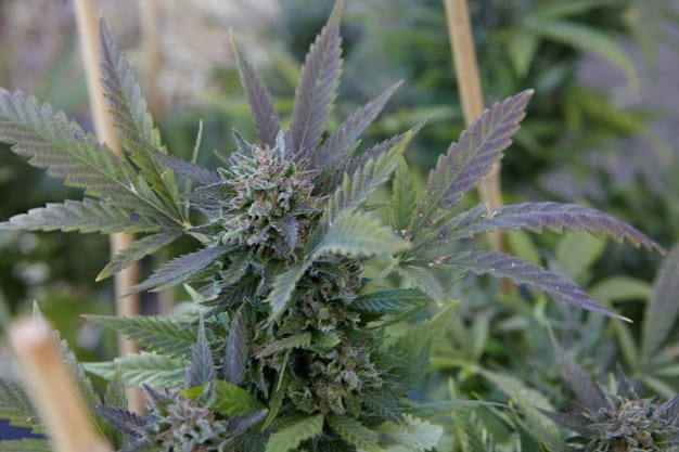 Cannabis agriculture