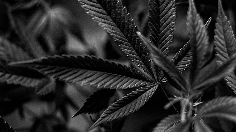 feuille cannabis noir et blanc